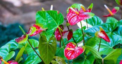 7 Types of Anthuriums to Grow as Houseplants - gardenerspath.com - Usa - state Hawaii