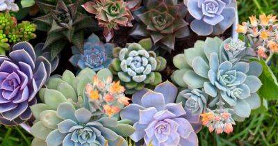 11 Best Easy-Care Exotic Succulents to Grow at Home - gardenerspath.com