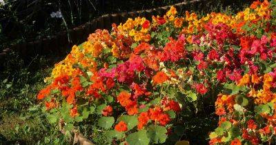 15 of the Best Nasturtium Varieties - gardenerspath.com