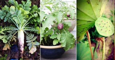 26 Super Tasty Asian Vegetables to Grow in the Garden | - balconygardenweb.com