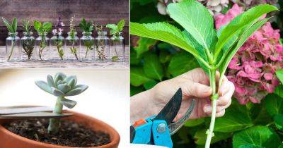 How to Grow Almost Any Plant from Cuttings Successfully - balconygardenweb.com