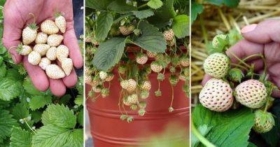 How To Grow Hula Berries Easily At Home - balconygardenweb.com