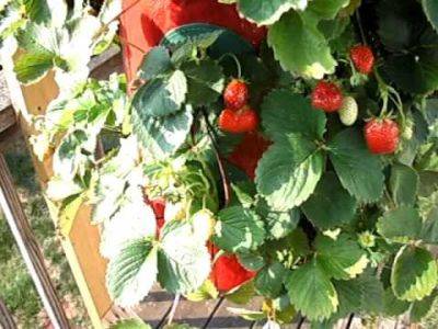 Growing strawberries upside down - balconygardenweb.com
