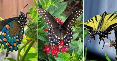 13 Stunning Swallowtail Butterfly Types in the Garden - balconygardenweb.com - Antarctica