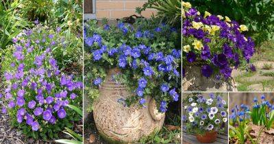 31 Best Baby Blue Flowers | Small Blue Flowers - balconygardenweb.com - Georgia