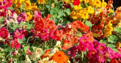 How to Plant and Grow Nasturtium Flowers - gardenerspath.com - Peru - Bolivia