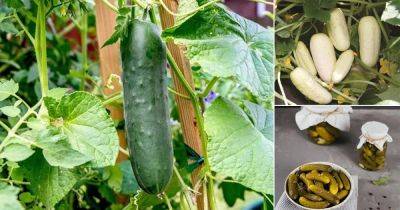 20 Best Pickling Cucumber Varieties | Best Cucumbers for Crunchy Pickles - balconygardenweb.com