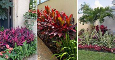 Cordyline Hot Pepper Plant Information and Landscaping Uses - balconygardenweb.com
