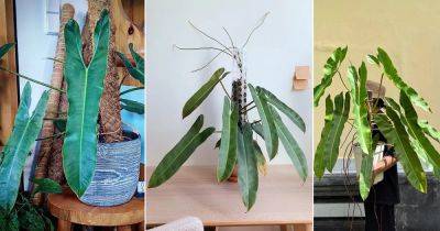 Philodendron atabapoense Care and Growing Guide - balconygardenweb.com - Brazil