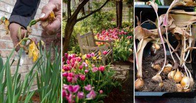 What to Do with Tulips After they Bloom - balconygardenweb.com