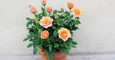 How to Grow Miniature Roses in Containers - gardenerspath.com