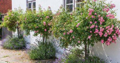 Tips for Growing Tree Roses - gardenerspath.com