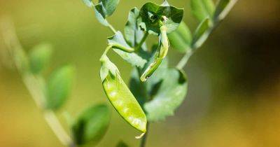 Tips for Growing ‘Dwarf Grey’ Snow Peas - gardenerspath.com - Usa - Britain