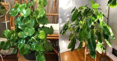 11 Beautiful Philodendron Varieties You Can Grow From Cuttings - balconygardenweb.com