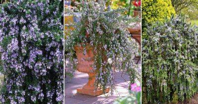 9 Most Beautiful Creeping Rosemary Varieties - balconygardenweb.com