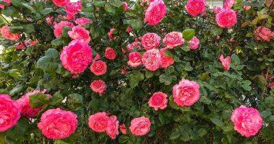 How to Plant and Care for Bare Root Roses - gardenerspath.com