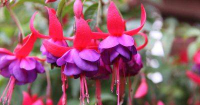 17 of the Best Fuchsia Varieties to Grow in Your Garden - gardenerspath.com