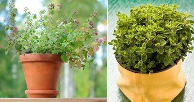 The Ultimate Guide to Grow Marjoram in Pots - balconygardenweb.com