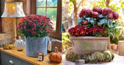 How to Grow Chrysanthemums in Pots - balconygardenweb.com