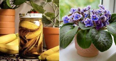 This Banana Peel Tea is Best Quick Fertilizer for Your Plants - balconygardenweb.com - Britain - Indonesia
