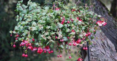 When and How to Prune Fuchsia Plants - gardenerspath.com
