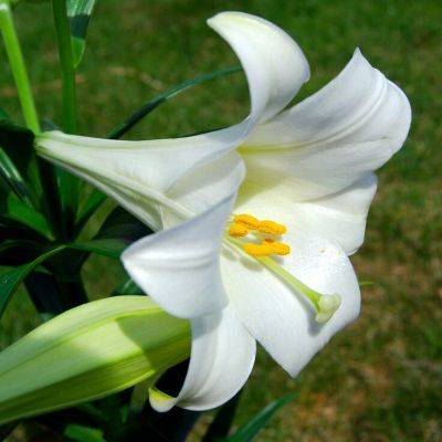 Ascension Lily: Meaning and Symbolism - gardencentreguide.co.uk