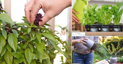 12 Secret Tips to Grow and Harvest Best Tasting Herbs - balconygardenweb.com