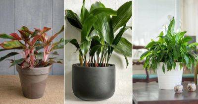 18 Awesome Houseplants that Grow from Division - balconygardenweb.com - city Sansevieria - city Boston