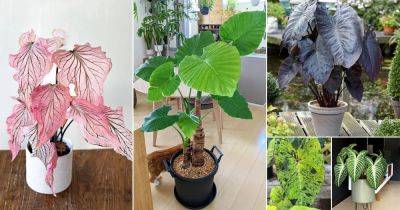 17 Plants that Look like Elephant Ears But are Not - balconygardenweb.com - city Columbia