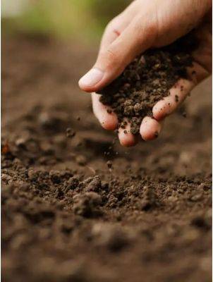 Understanding the Importance of Soil and All It Does for Your Garden - burpee.com