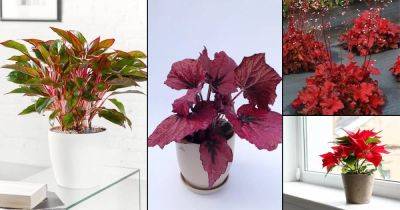 15 Impressive Red Indoor Plants | Houseplants with Red Leaves - balconygardenweb.com