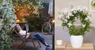 10 Amazing Jasmine Plant Benefits You Should Know - balconygardenweb.com