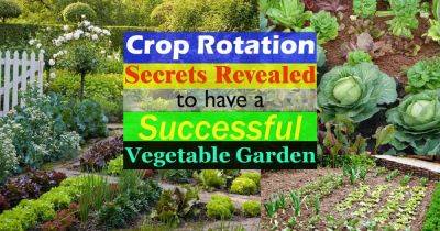 Crop Rotation & How to Do it Successfully to Have a Productive Vegetable Garden - balconygardenweb.com