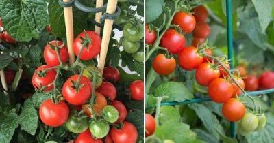 One Secret For Healthy And Productive Tomato Plants - balconygardenweb.com