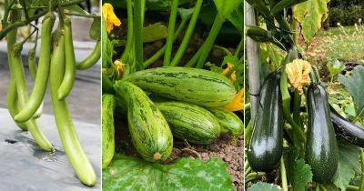 10 Vegetables That Look Like Cucumbers - balconygardenweb.com - India