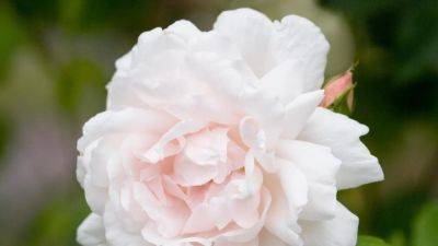 Roses: How to choose the right type for your garden | House & Garden - houseandgarden.co.uk