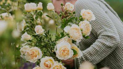 How to take rose cuttings | House & Garden - houseandgarden.co.uk - Britain