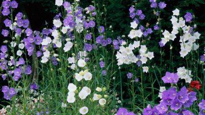 Campanula flower: How to grow and care for bellflowers | House & Garden - houseandgarden.co.uk - Britain - France - Italy