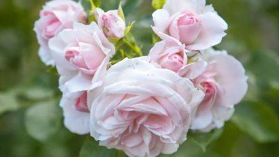 Common rose diseases and how to solve them | House & Garden - houseandgarden.co.uk - Britain - state Oregon