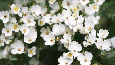 Birth flower of the month: rambling roses | House & Garden - houseandgarden.co.uk