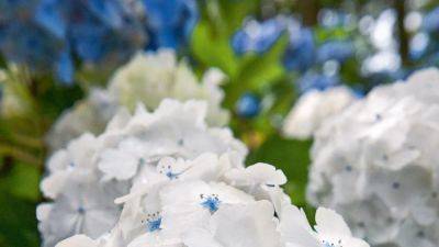 How to grow hydrangeas | House & Garden - houseandgarden.co.uk