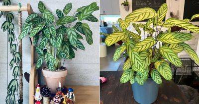 Calathea Setosa Care and Growing Guide | Never Never Plant - balconygardenweb.com