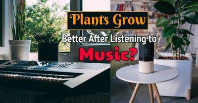 Do Plants Like Music | What Music Do Plants Like - balconygardenweb.com - state Missouri