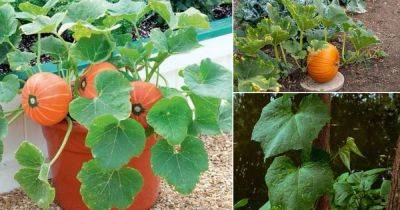 What Does a Pumpkin Plant Look Like | Pumpkin Leaves Identification - balconygardenweb.com