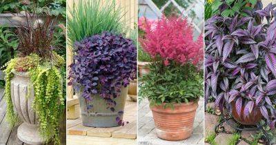 36 Ornamental Plants for Shade | Plants that Do Well in Shade - balconygardenweb.com - Japan
