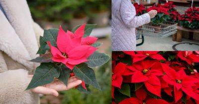 How to Buy Best Poinsettias | Poinsettia Buying Guide - balconygardenweb.com - Usa - Mexico - state California - state Tennessee