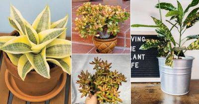 20 Gorgeous Golden Houseplants - balconygardenweb.com - city Sansevieria