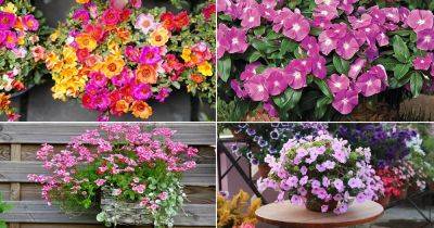 21 Low-Maintenance Flowers that Don't Need Deadheading - balconygardenweb.com