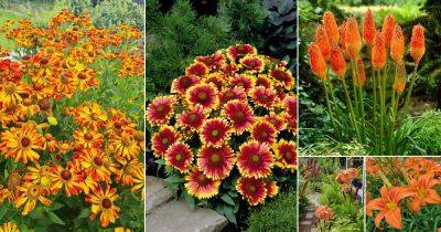25 Best Perennials with Orange Flowers - balconygardenweb.com