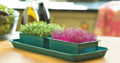 Everything About Growing Microgreens | 35 Best Microgreens To Grow - balconygardenweb.com